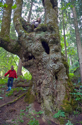 BB 07 0080 / Ulmus glabra / Alm